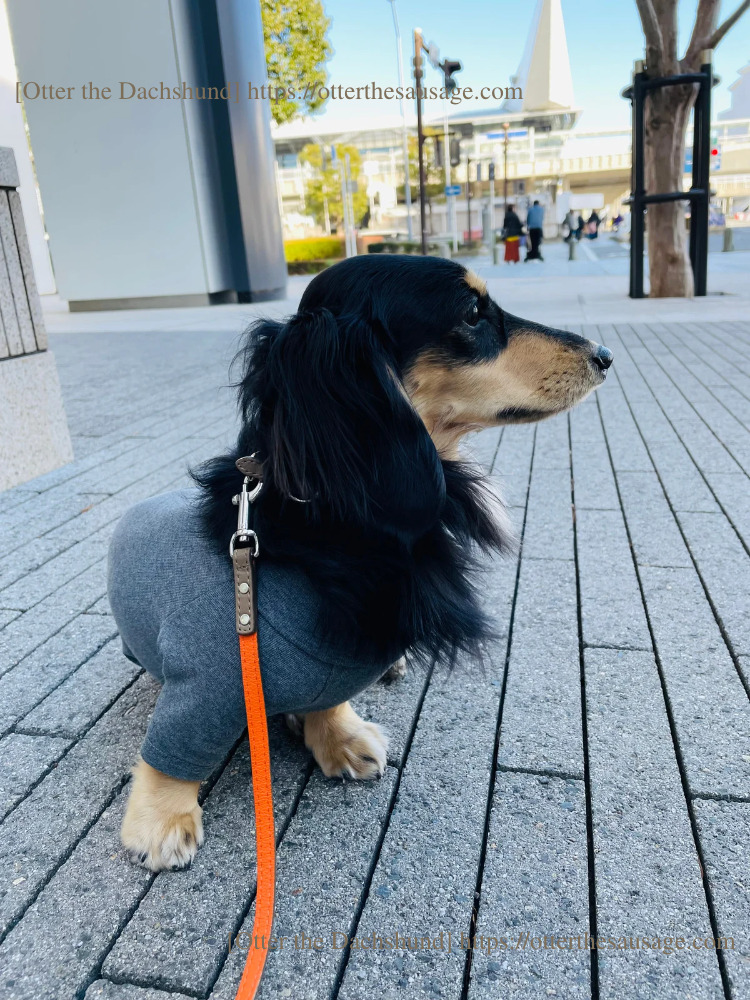 Blog image_犬と旅行_犬連れ旅行_pet博横浜2022_オッター_パシフィコ横浜前